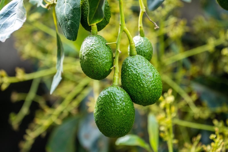 Healthy fats